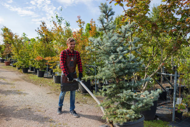 Best Tree Maintenance Programs  in Wabasha, MN